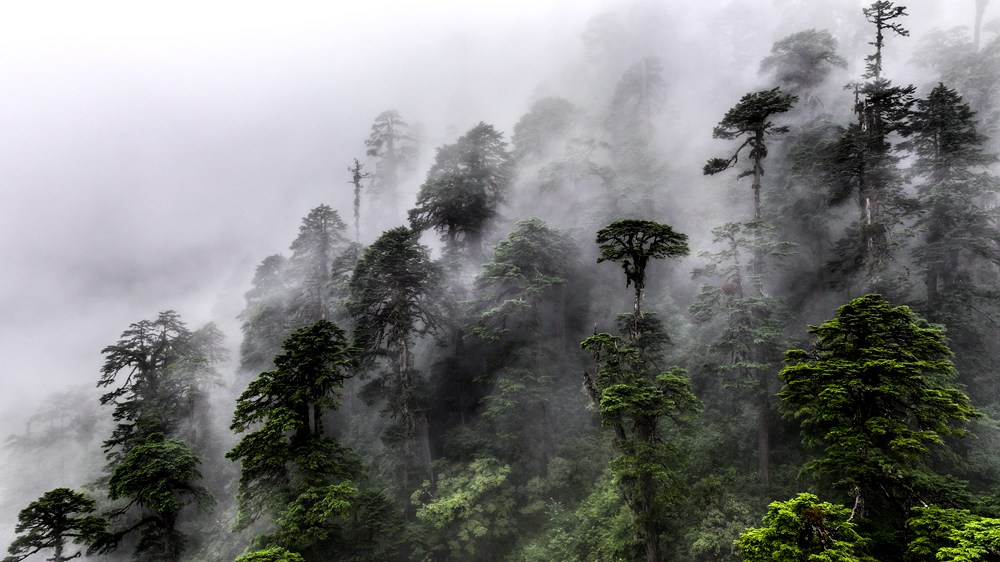 水霧蒸騰，滿目皆綠。張澤坤攝