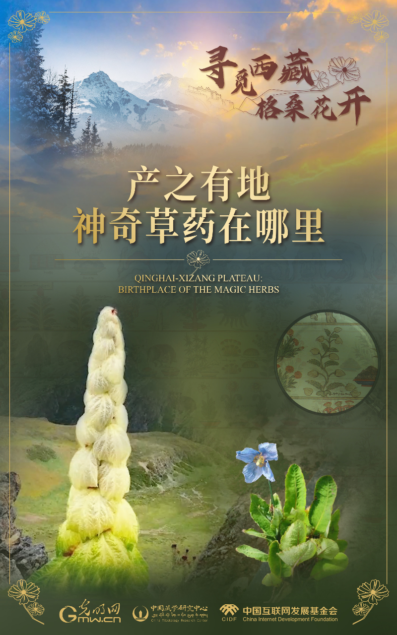 【尋覓西藏·格?；ㄩ_】產(chǎn)之有地：神奇草藥在哪里