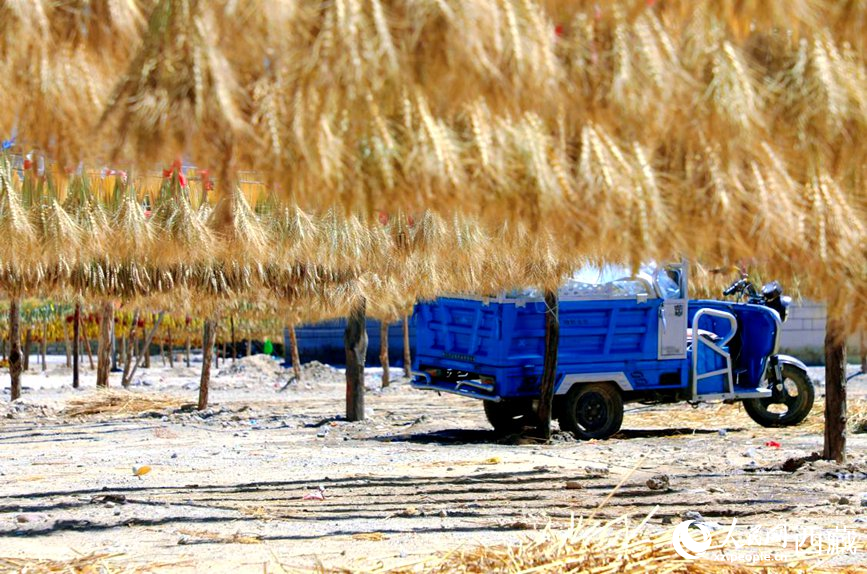 金燦燦的秋天，都是收獲。  人民網(wǎng) 李海霞攝