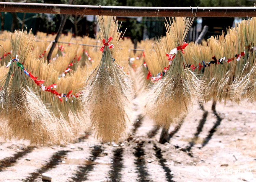 整個村莊沉浸在收獲的喜悅中。人民網(wǎng) 李海霞攝