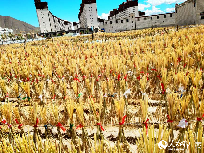 整個村莊沉浸在收獲的喜悅中。人民網(wǎng) 李海霞攝