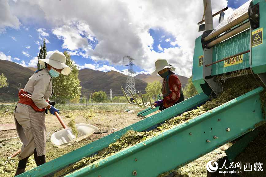 曲水茶巴拉村民正在包裝青飼玉米。人民網(wǎng)記者 次仁羅布攝