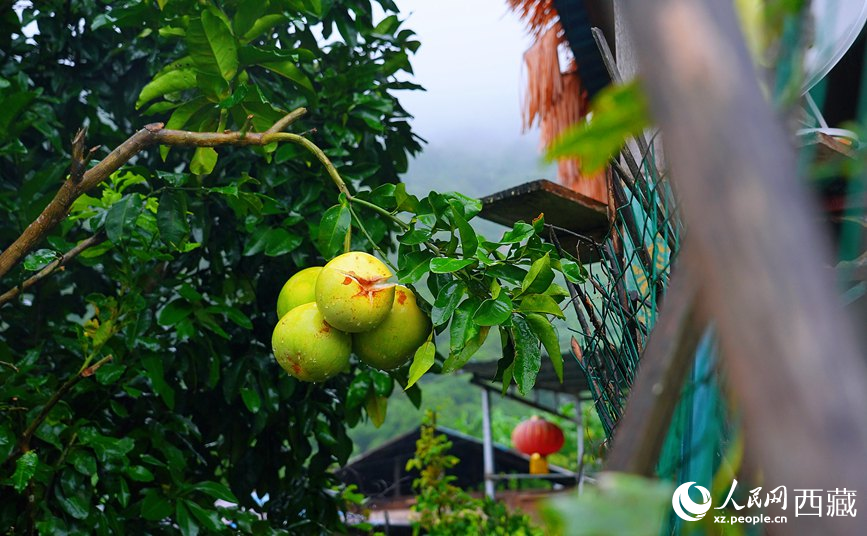 墨脫縣德興鄉(xiāng)德興村庭院果樹飄香。