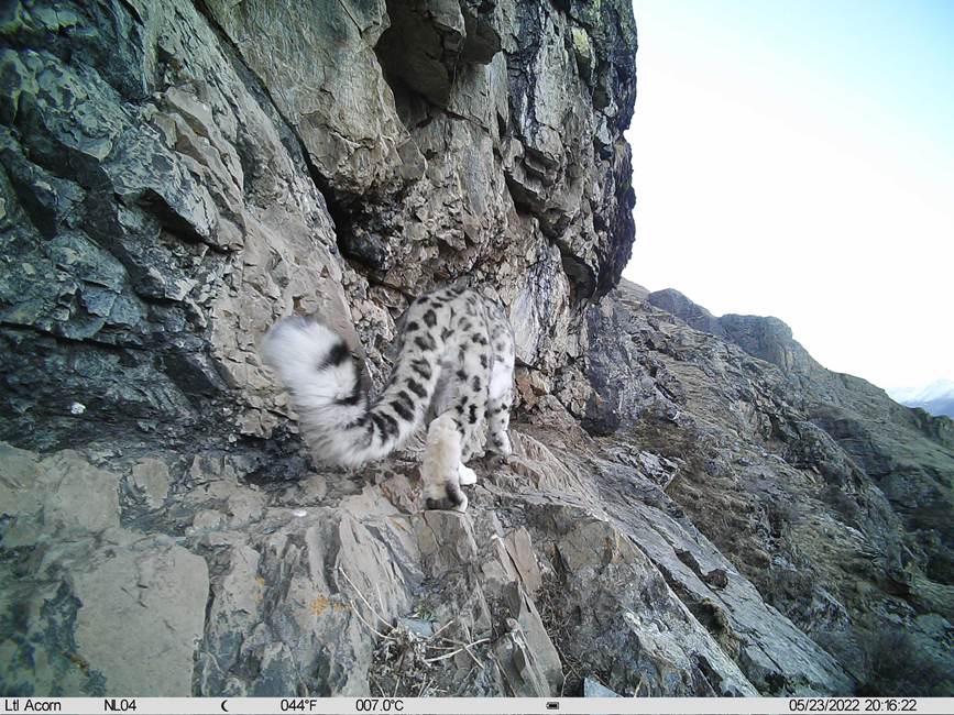 雪豹影像。山水自然保護(hù)中心供圖