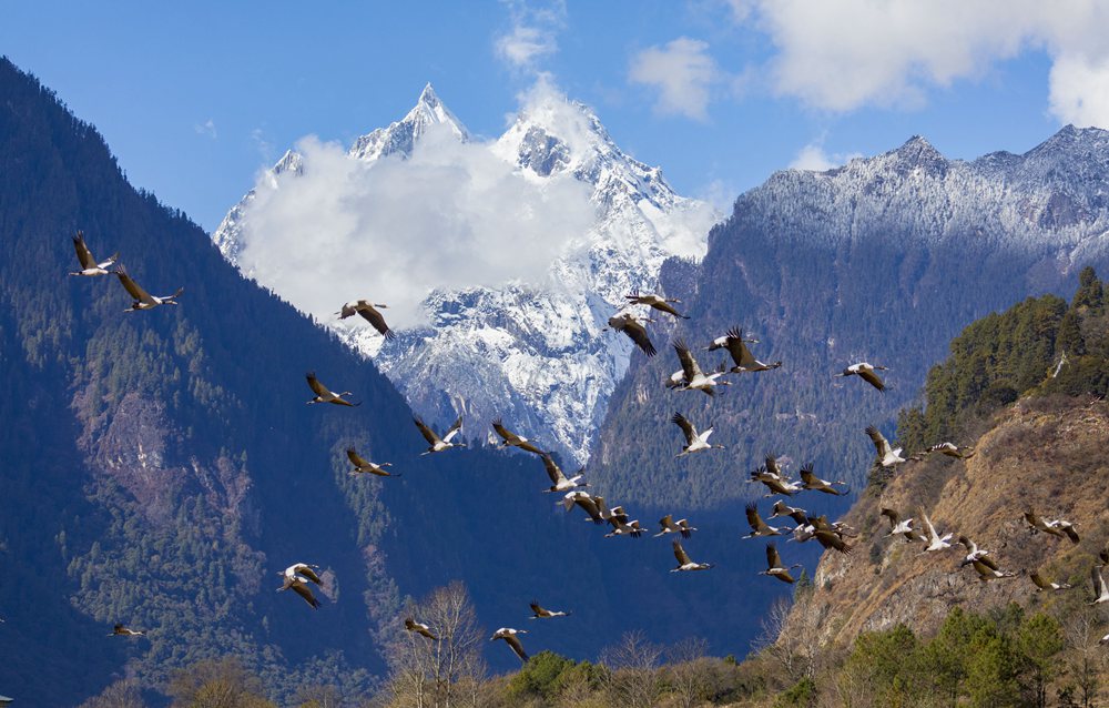 黑頸鶴蹁躚起舞美如畫。索多攝