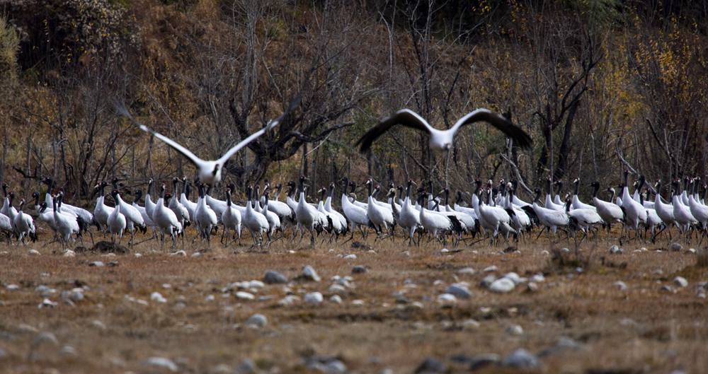 黑頸鶴蹁躚起舞美如畫。索多攝