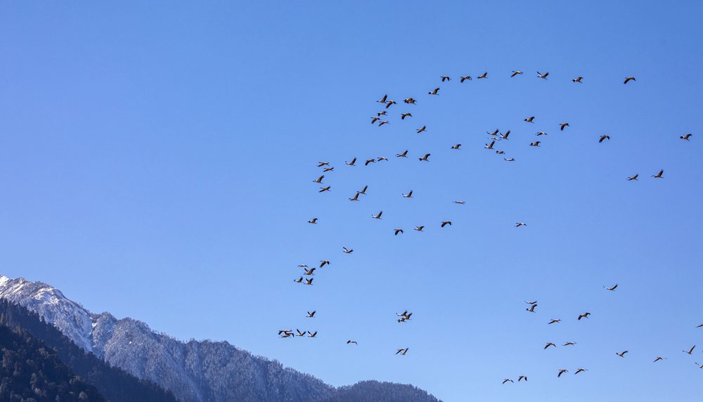 黑頸鶴在天空中自由翱翔。索多攝
