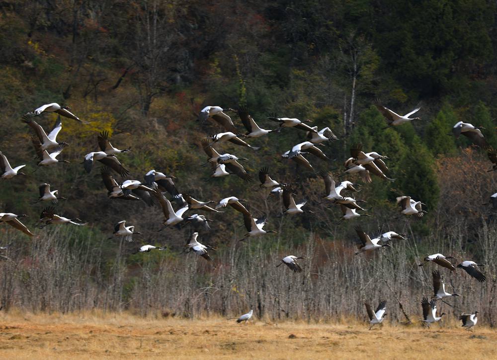 黑頸鶴蹁躚起舞美如畫。益西旦增攝