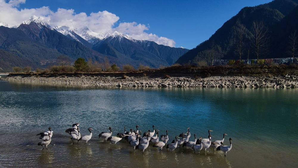 河中嬉戲的黑頸鶴。益西旦增攝