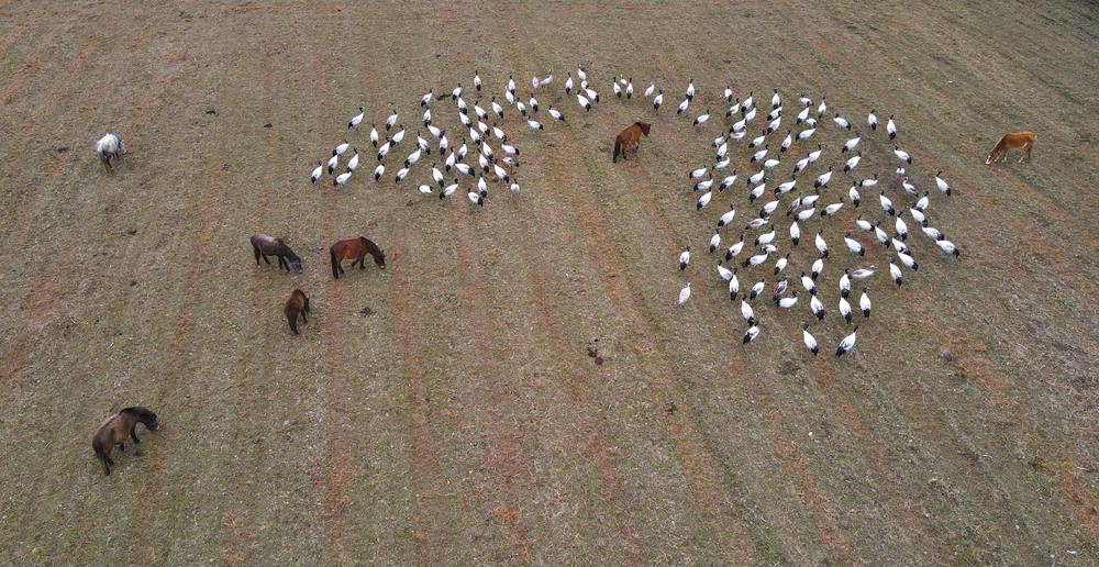 覓食中的黑頸鶴。益西旦增攝