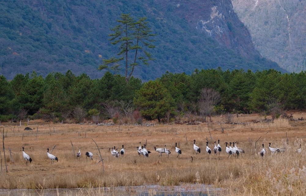 覓食中的黑頸鶴。扎頓攝