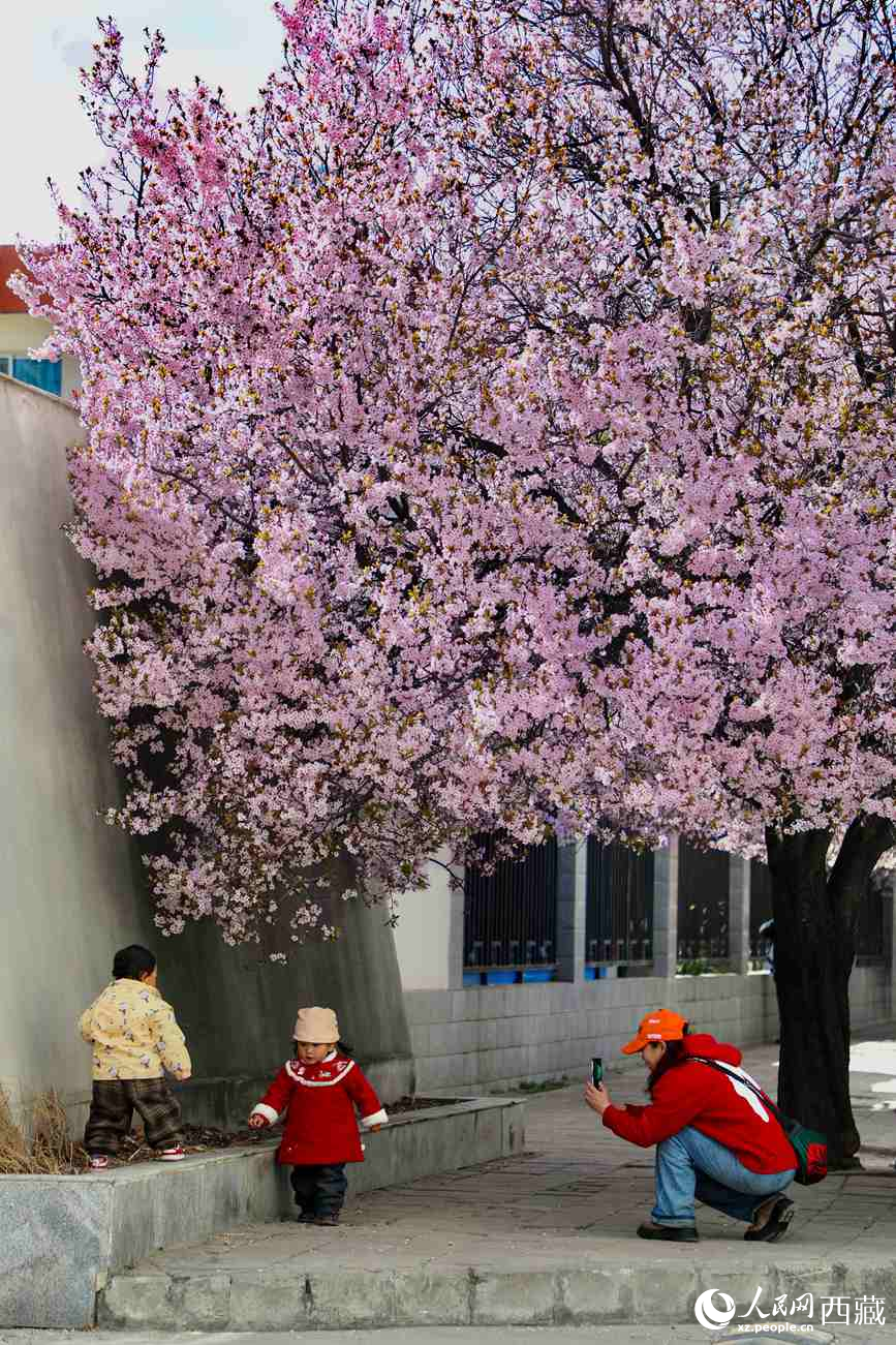 桃林下，拉薩市民游客樂享春光。人民網(wǎng)記者 次仁羅布攝