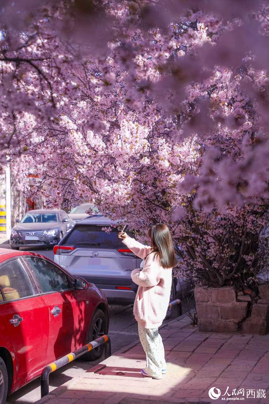 桃林下，拉薩市民游客樂享春光。人民網(wǎng)記者 次仁羅布攝
