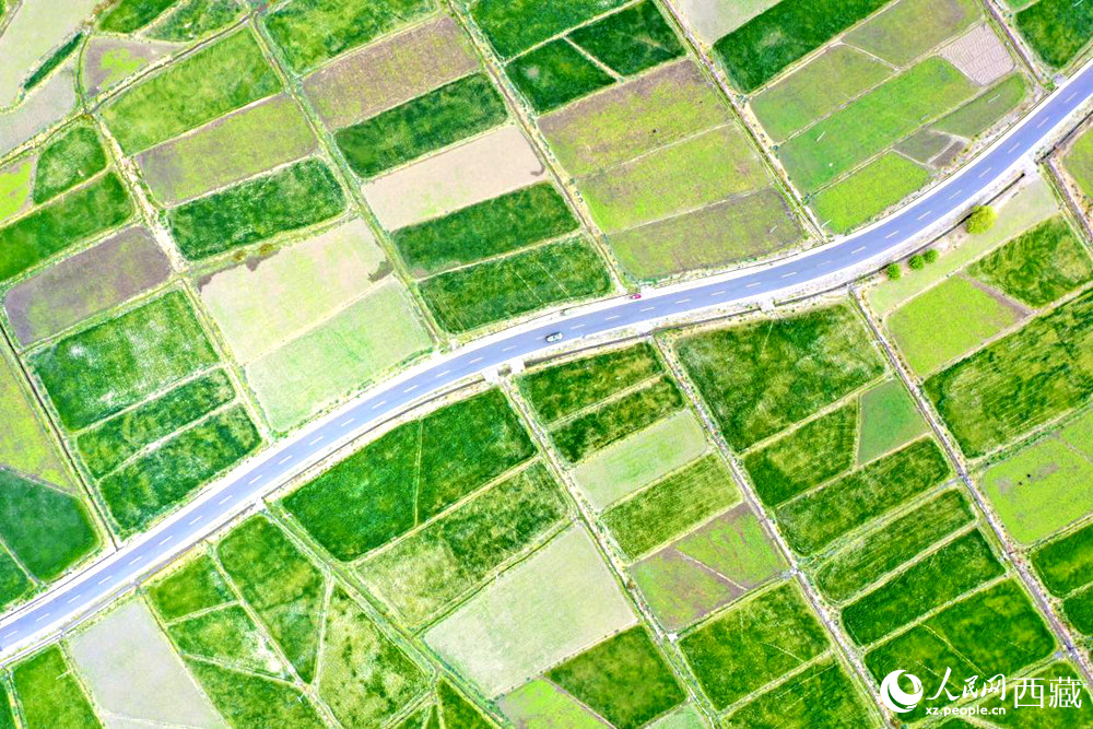 無人機(jī)視角下的西藏山南市瓊結(jié)農(nóng)田。人民網(wǎng)記者 次仁羅布攝