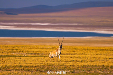 可愛壁紙上新！藏羚羊就是高原上的精靈吧