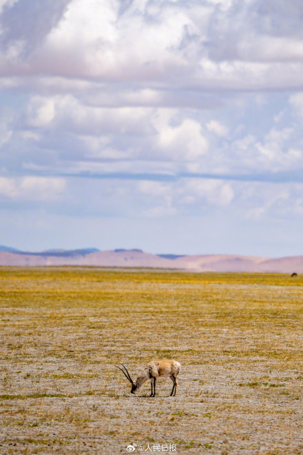 可愛壁紙上新！藏羚羊就是高原上的精靈吧