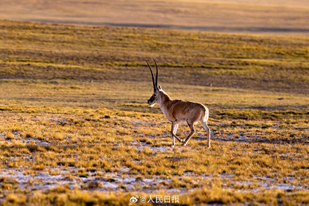 可愛壁紙上新！藏羚羊就是高原上的精靈吧