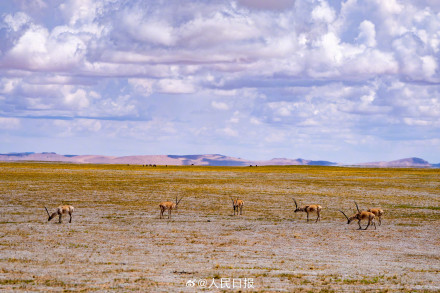 可愛壁紙上新！藏羚羊就是高原上的精靈吧