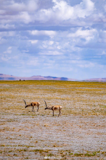 可愛壁紙上新！藏羚羊就是高原上的精靈吧