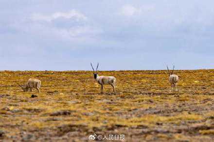 可愛壁紙上新！藏羚羊就是高原上的精靈吧