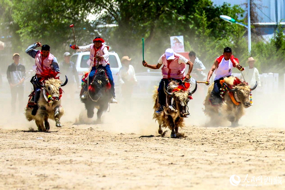 拉薩首屆農(nóng)牧民運(yùn)動會上的賽牦牛比賽。