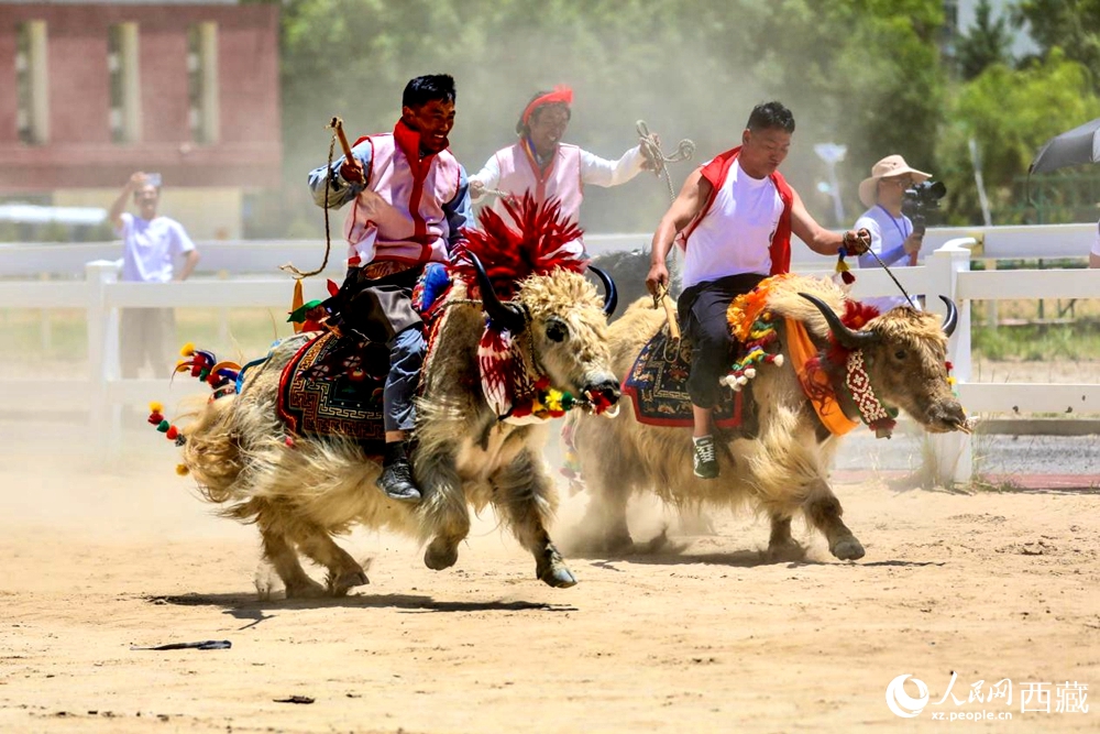 拉薩首屆農(nóng)牧民運(yùn)動會上的賽牦牛比賽。