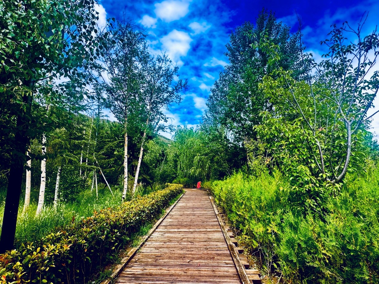 郁郁蔥蔥的南山公園。人民網(wǎng)記者 益西康珠攝