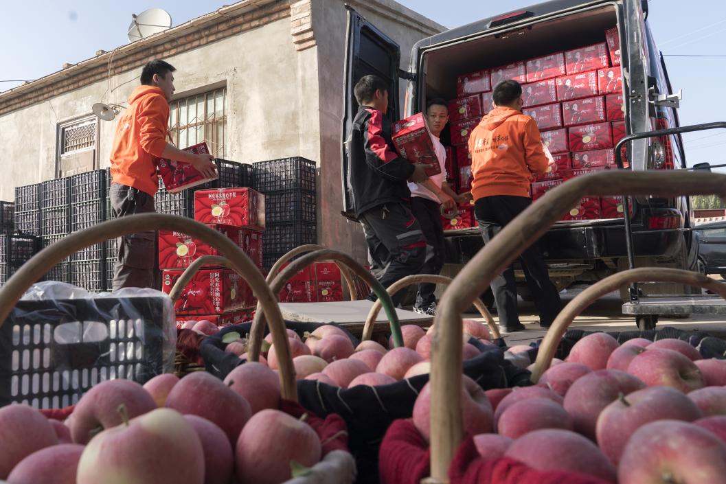 西部冰糖心蘋果，乘著商流上行。劉浩攝