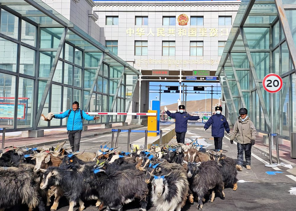海關(guān)關(guān)員監(jiān)管驗(yàn)放出口活羊。次旺久美攝