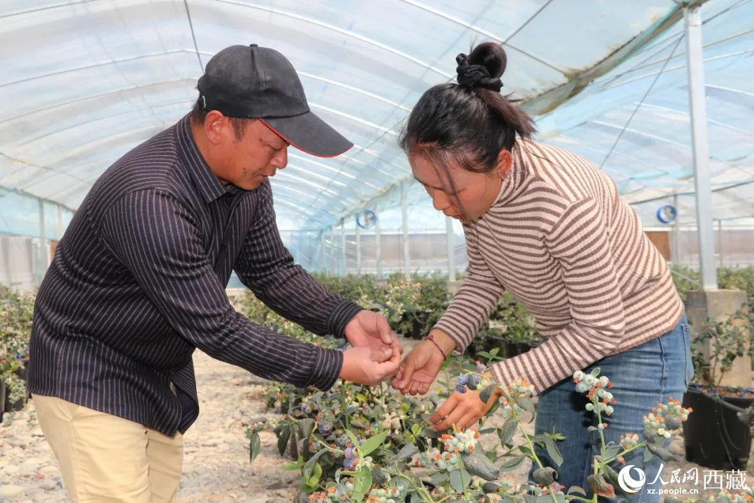 技術(shù)員劉家平和措姆在溫室大棚檢查藍(lán)莓的長勢。次仁龍布攝