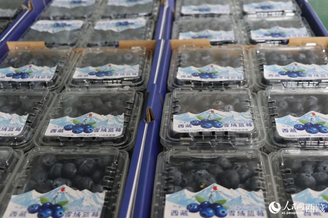 包裝好的藍(lán)莓。次仁龍布攝