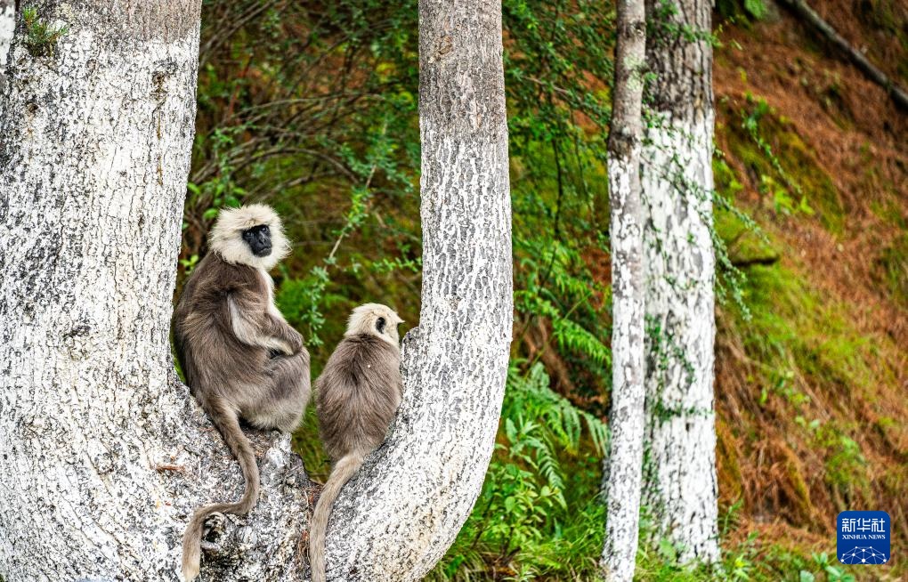 西藏亞東:長(zhǎng)尾葉猴下山“會(huì)客”