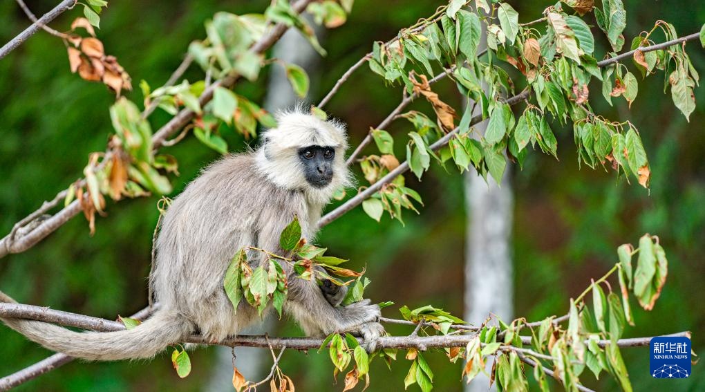 西藏亞東:長(zhǎng)尾葉猴下山“會(huì)客”
