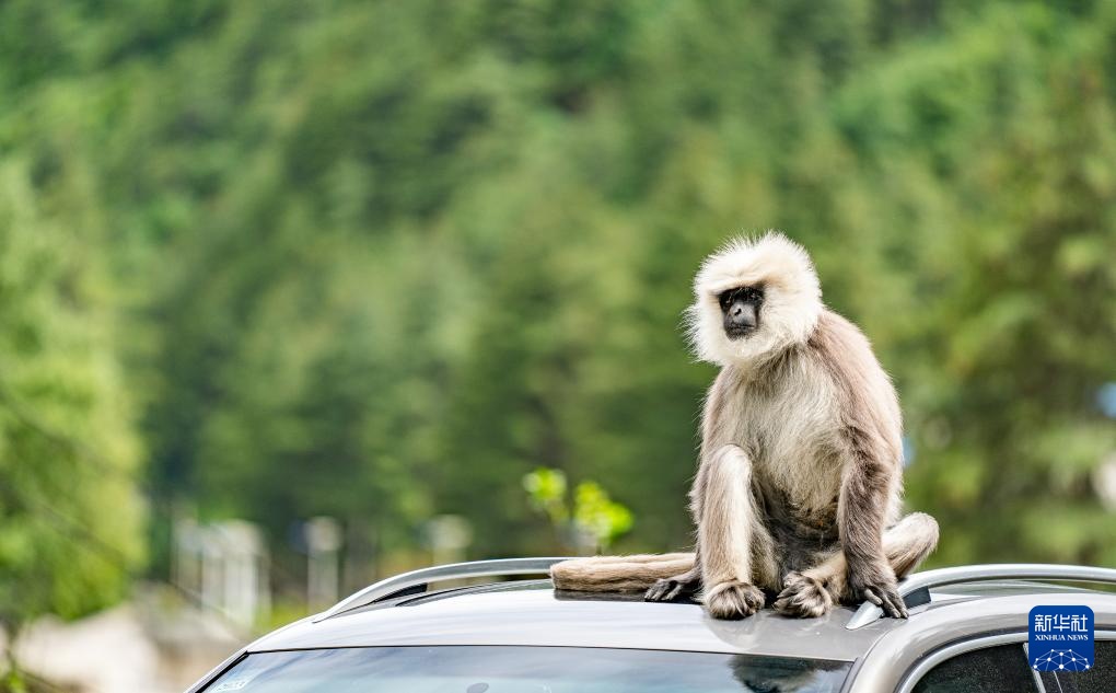 西藏亞東:長(zhǎng)尾葉猴下山“會(huì)客”