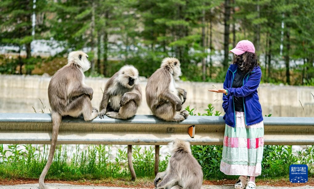 西藏亞東:長(zhǎng)尾葉猴下山“會(huì)客”