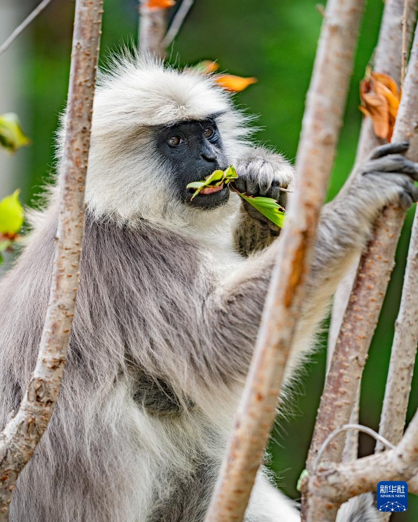 西藏亞東:長(zhǎng)尾葉猴下山“會(huì)客”