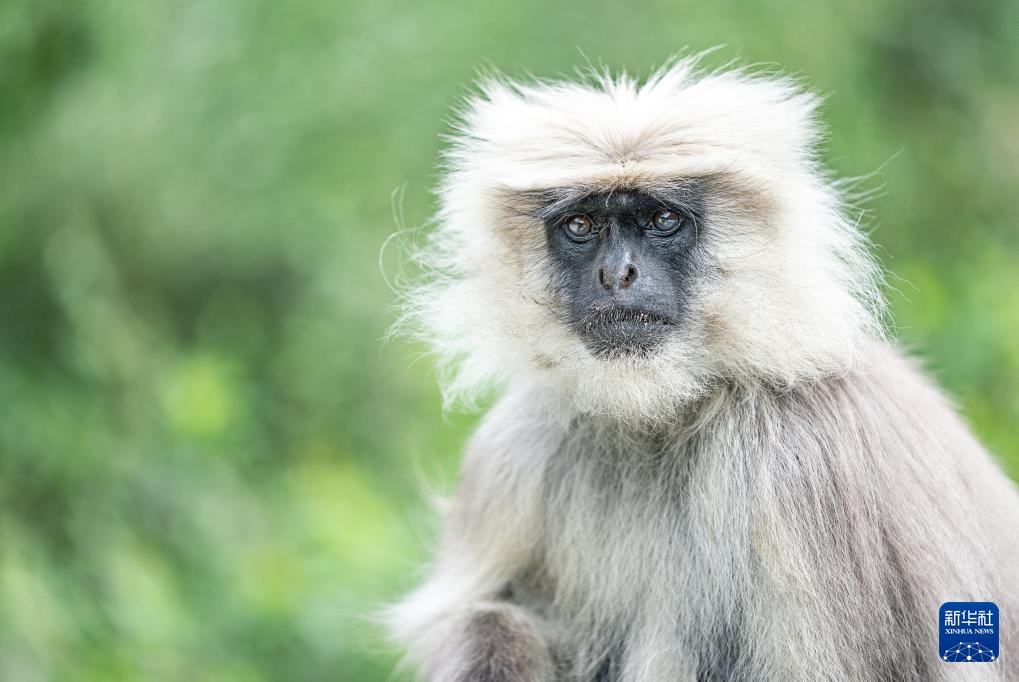 西藏亞東:長(zhǎng)尾葉猴下山“會(huì)客”