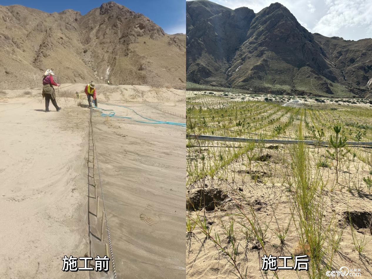 拉薩南北山綠化工程貢嘎段11號片區(qū)生態(tài)修復(fù)工程實施前后對比圖