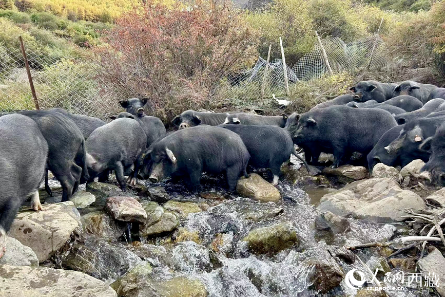 高山放養(yǎng)的藏香豬。人民網(wǎng)記者 次仁羅布攝