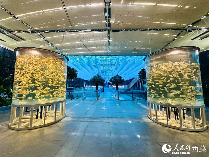 西普海洋公園。人民網(wǎng)記者 次仁羅布攝