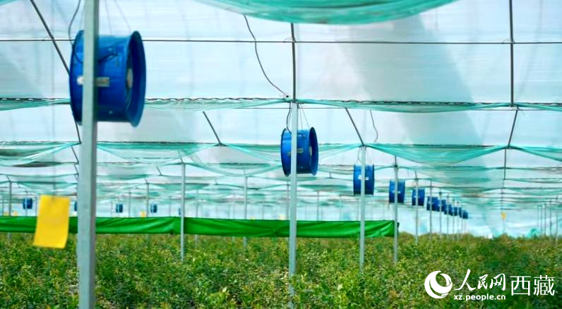 藍(lán)莓種植的智能溫室場(chǎng)景。羅雨欣攝