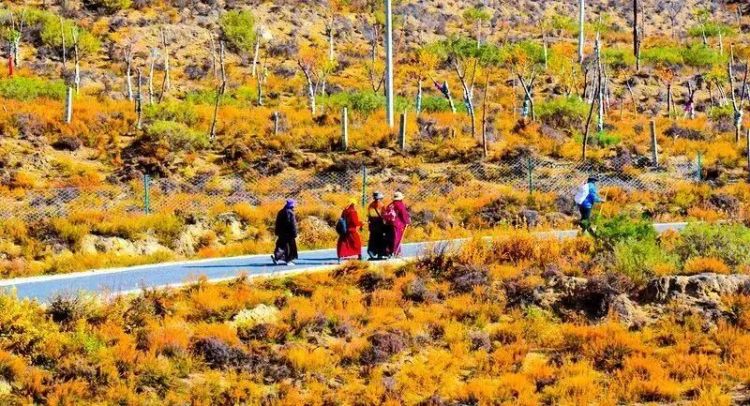 懂西藏的人，一定不會錯過林芝的秋天