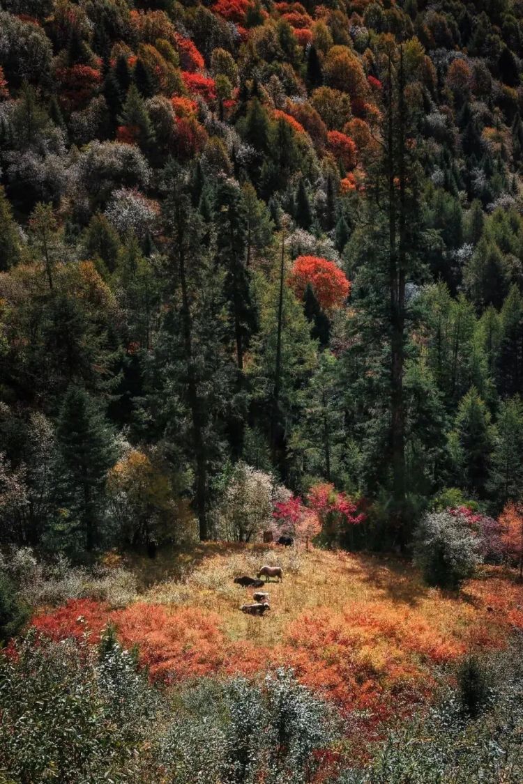 懂西藏的人，一定不會錯過林芝的秋天