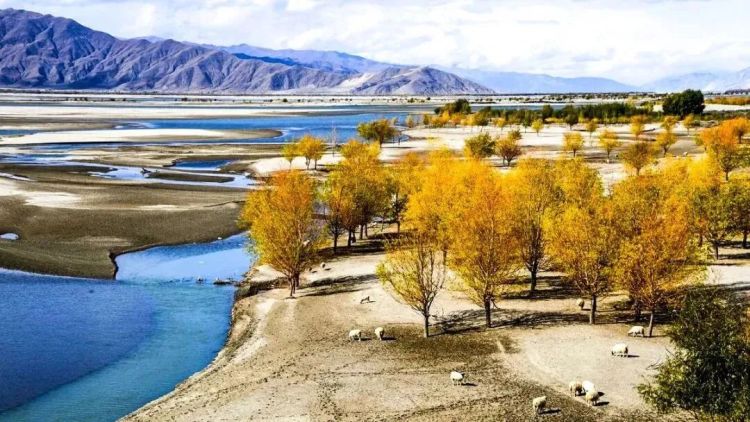 懂西藏的人，一定不會錯過林芝的秋天