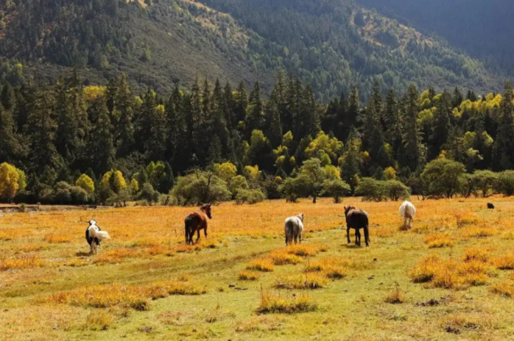 懂西藏的人，一定不會錯過林芝的秋天
