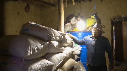 青稞“蛻變”，牦牛“出圈”！看西藏農(nóng)牧民的“十四五”豐收答卷