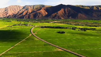 青稞“蛻變”，牦?！俺鋈Α?！看西藏農(nóng)牧民的“十四五”豐收答卷