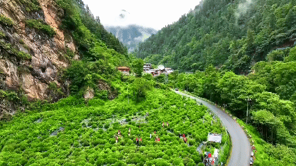 青稞“蛻變”，牦?！俺鋈Α?！看西藏農(nóng)牧民的“十四五”豐收答卷