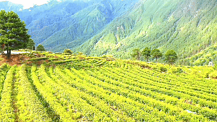 青稞“蛻變”，牦?！俺鋈Α保】次鞑剞r(nóng)牧民的“十四五”豐收答卷