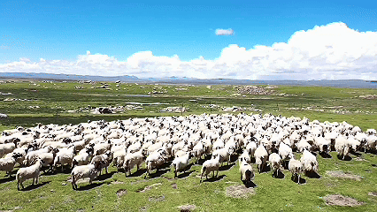 青稞“蛻變”，牦牛“出圈”！看西藏農(nóng)牧民的“十四五”豐收答卷